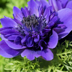 Anemone coronaria, dubbele anemonen gemengd, 30 knollen, kenmerkend blad
