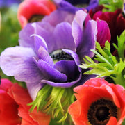 Anemone coronaria, enkele anemonen gemengd, 30 knollen