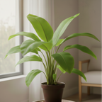 Productfoto van Aspidistra Elatior
