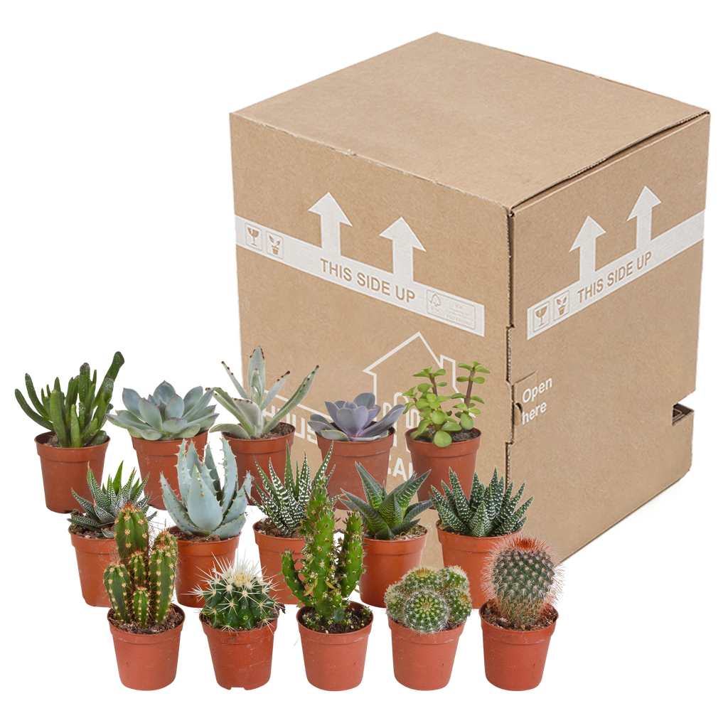 Cactus en vetplanten mix | 15 stuks - zonder pot, kenmerkend blad