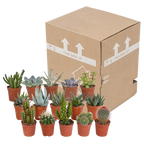 Cactus en vetplanten mix | 15 stuks - zonder pot, kenmerkend blad