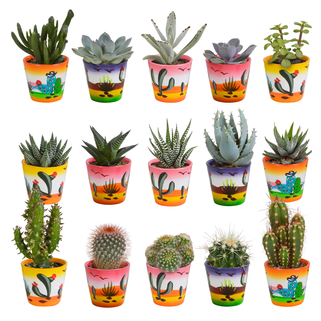 Productfoto van Cactus en vetplanten mix | 15 stuks - in Mexicaanse pot