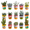 Productfoto van Cactus en vetplanten mix | 15 stuks - in Mexicaanse pot