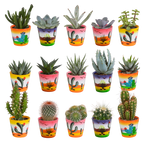 Productfoto van Cactus en vetplanten mix | 15 stuks - in Mexicaanse pot