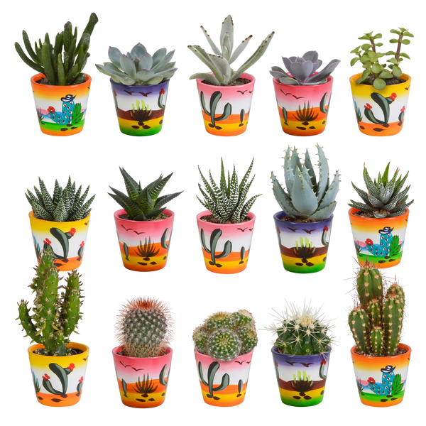 Cactus en vetplanten mix | 15 stuks - in Mexicaanse pot