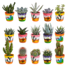 Cactus en vetplanten mix | 15 stuks - in Mexicaanse pot