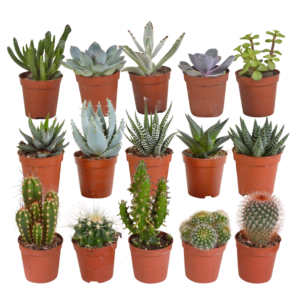 Cactus en vetplanten mix | 15 stuks - zonder pot, plant in pot