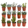 Cactus en vetplanten mix | 15 stuks - zonder pot, plant in pot