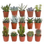 Cactus en vetplanten mix | 15 stuks - zonder pot, plant in pot