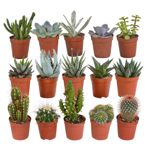 Cactus en vetplanten mix | 15 stuks - zonder pot