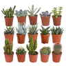 Cactus en vetplanten mix | 15 stuks - zonder pot