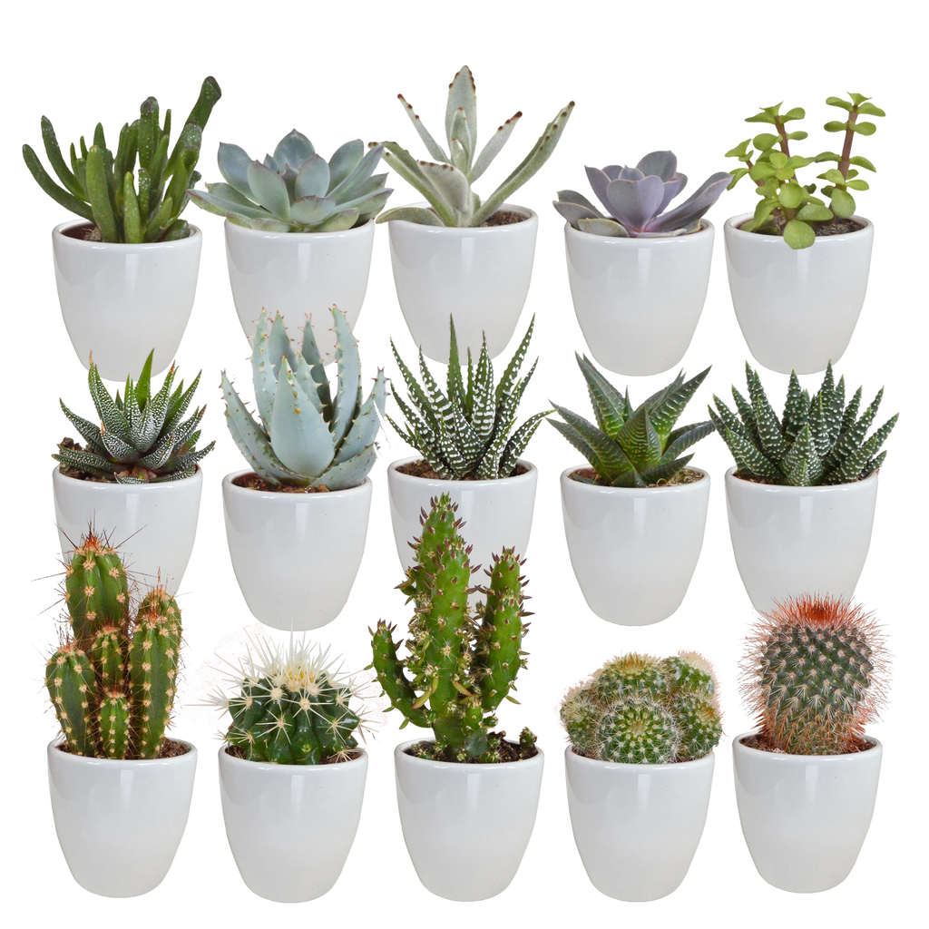 Productfoto van Cactus en vetplanten mix | 15 stuks - in witte pot