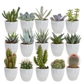 Productfoto van Cactus en vetplanten mix | 15 stuks - in witte pot