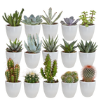 Productfoto van Cactus en vetplanten mix | 15 stuks - in witte pot