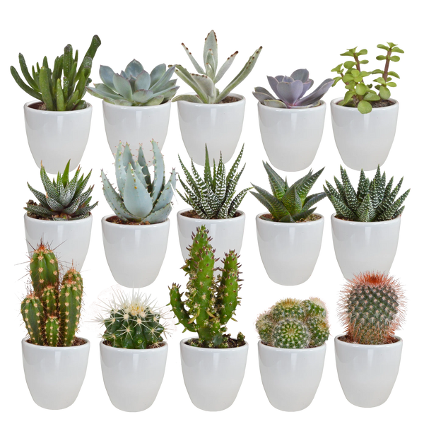 Cactus en vetplanten mix | 15 stuks - in witte pot