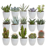 Cactus en vetplanten mix | 15 stuks - in witte pot