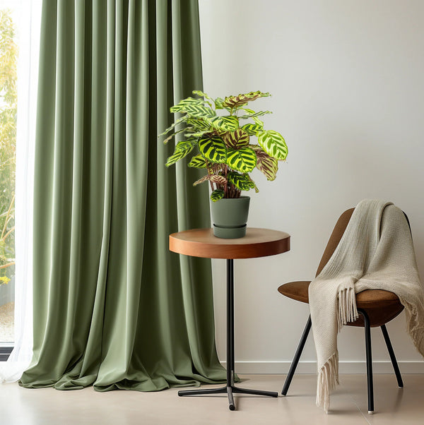 Calathea Makoyana, 45 cm hoog