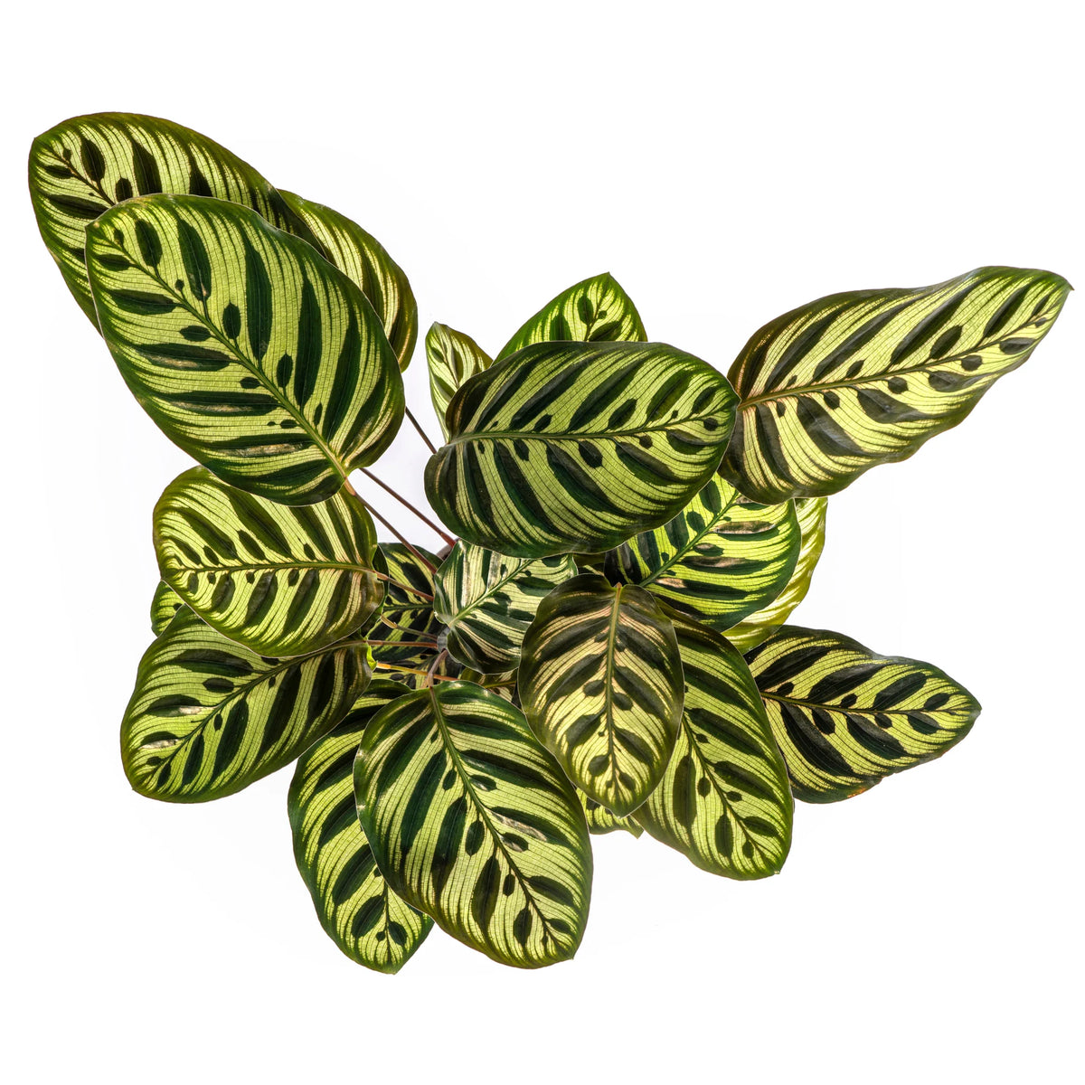 Calathea Makoyana, detail van het blad