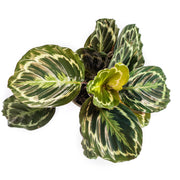Calathea Medallion