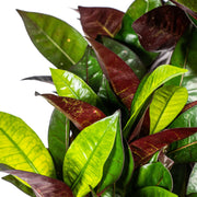 Codiaeum &