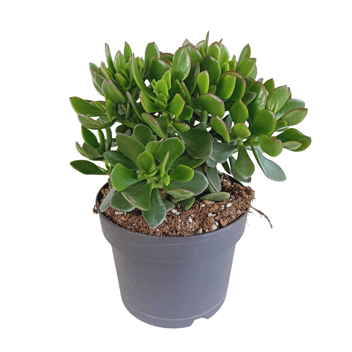 Crassula minova, plant in pot