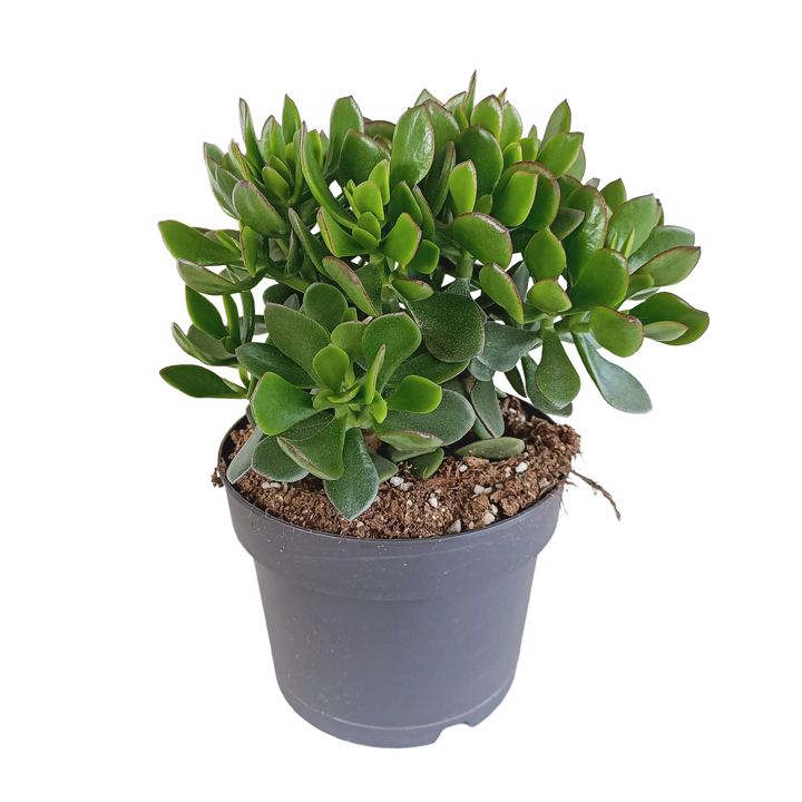 Crassula minova