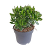 Crassula minova