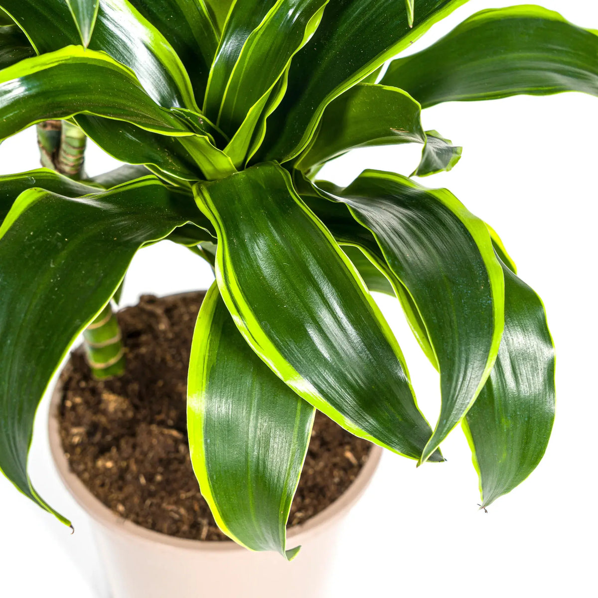 Dracaena Deremensis Dorado, kenmerkend blad