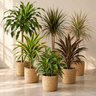 Dracaena pakket | 6 soorten drakenbloedboom