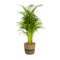 Dypsis Areca Lutescens met mand