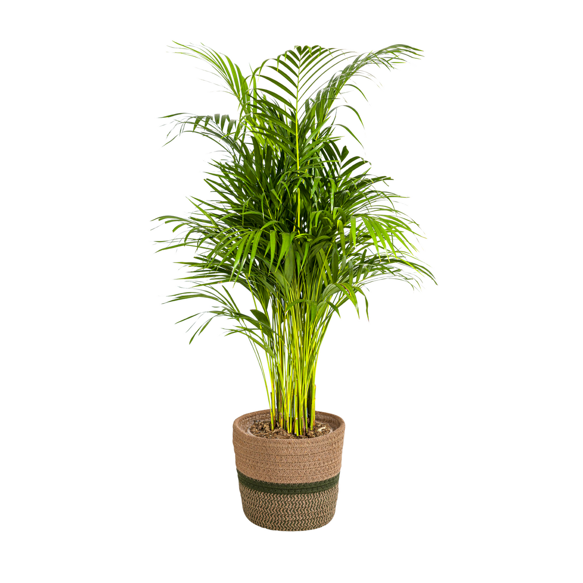 Dypsis Areca Lutescens met mand