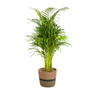 Dypsis Areca Lutescens met mand