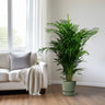 Dypsis Lutescens