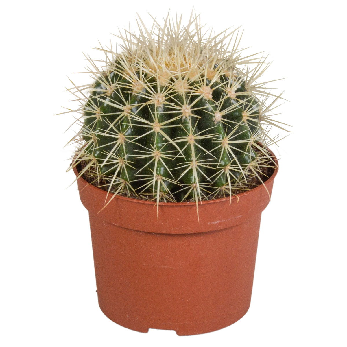 Echinocactus grusonii, plant in pot