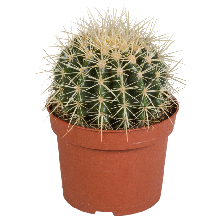 Echinocactus grusonii