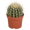 Echinocactus grusonii
