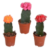 Euphorbia meloformis variegata - Gymnocalycium mix