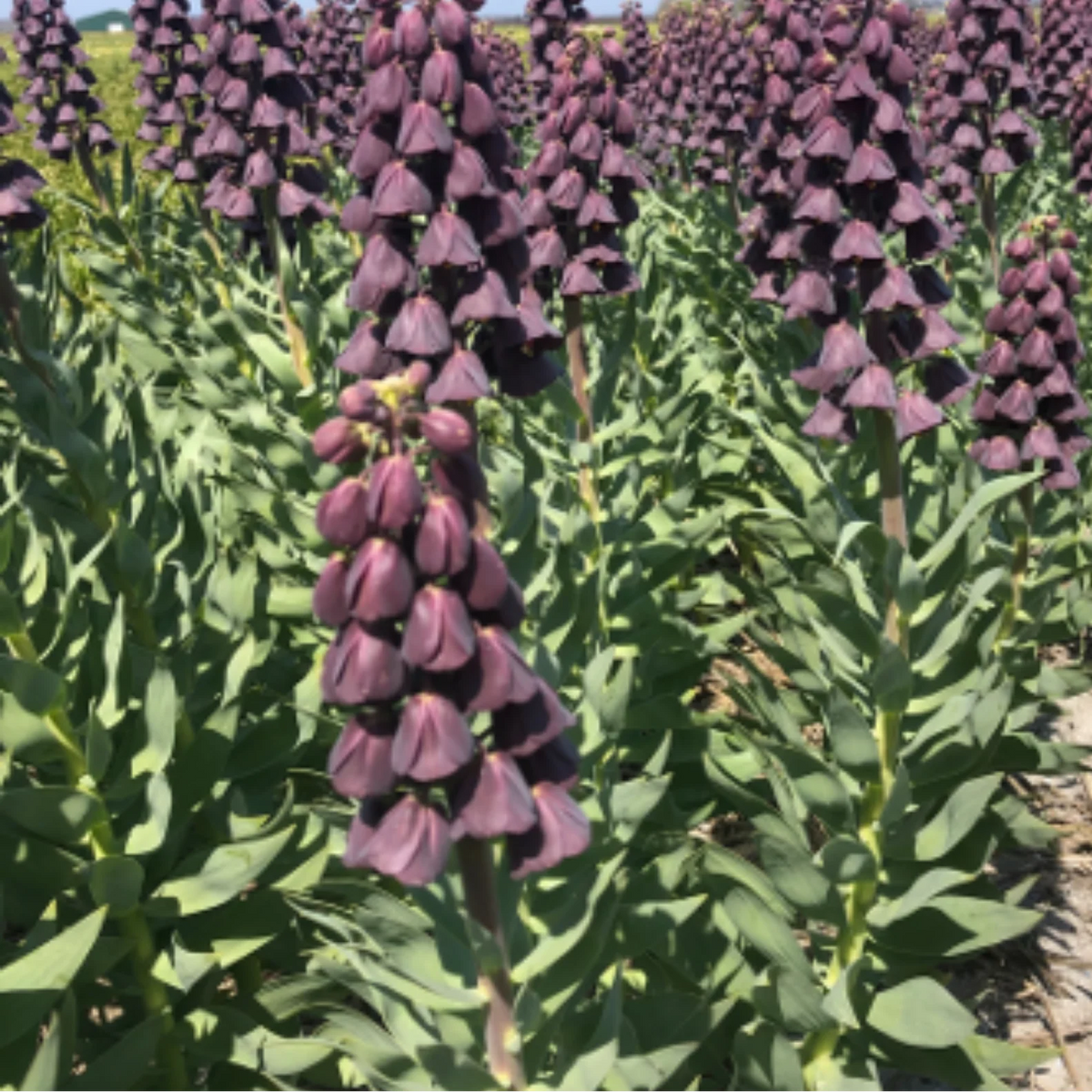 Keizerskroon 'Purple Favorite', dieppaars, 5 bloembollen, plant in pot