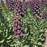 Fritillaria / Keizerskroon Purple Favorite 5 stuks