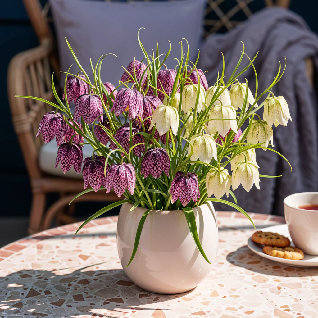 Fritillaria Meleagris Mix, plant in pot
