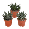 Gasteria/Haworthia mix