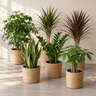 Kantoorplanten pakket | 6 sterke planten