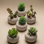 Kunst mini vetplanten in cementen pot - Succulent mix set 6, kenmerkend blad