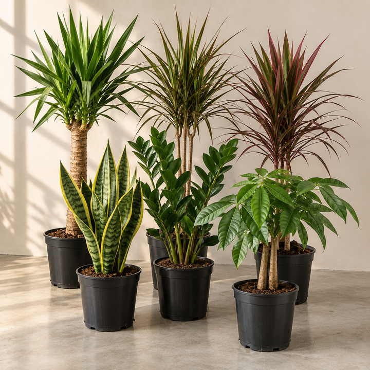 Makkelijke kamerplanten starterspakket | 6 planten