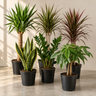 Makkelijke kamerplanten starterspakket | 6 planten