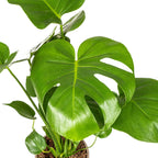 Monstera Deliciosa Tauerii, groeiwijze van de plant