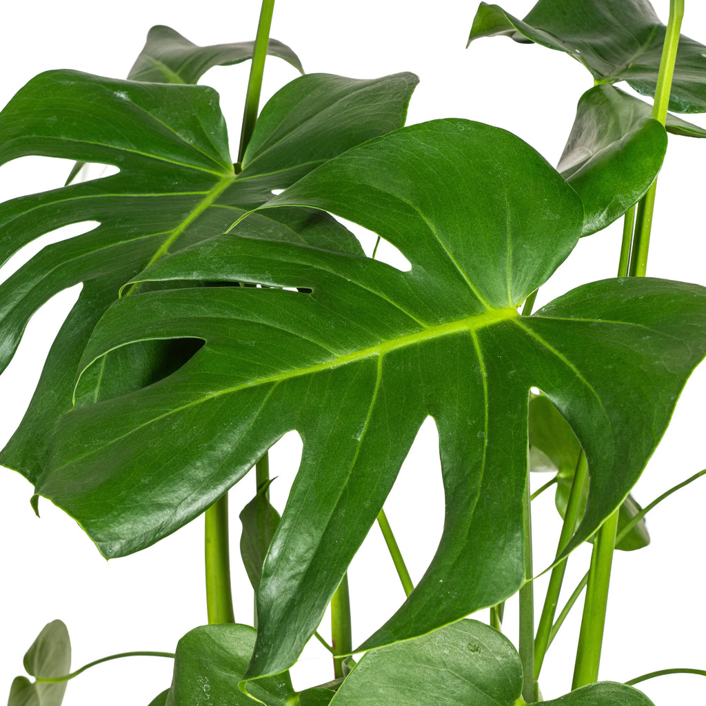 Monstera Deliciosa Tauerii met mand, kenmerkend blad