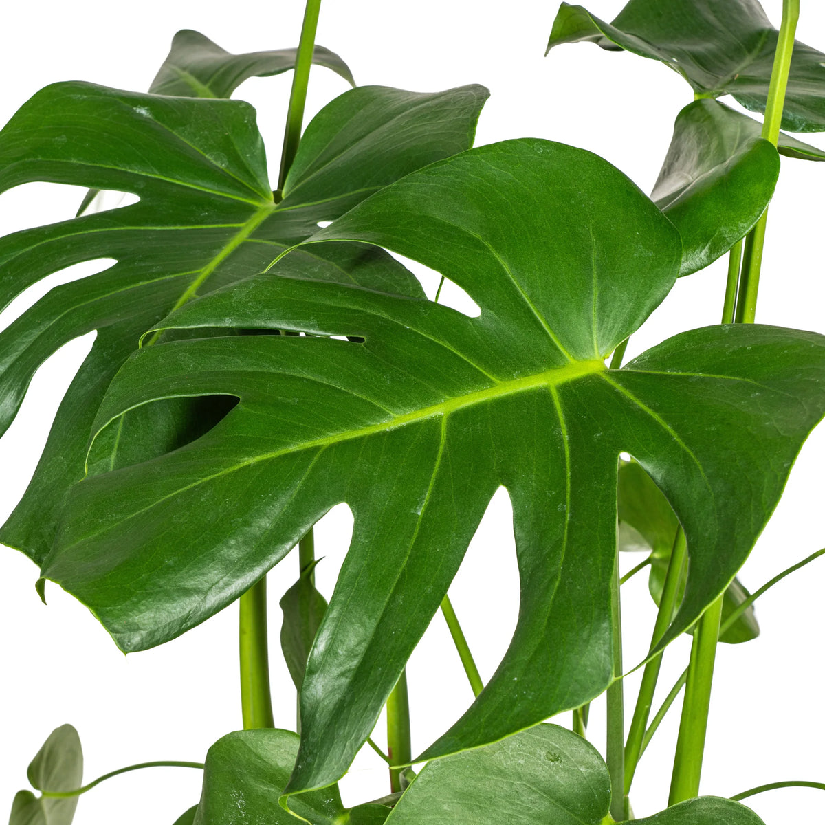 Monstera Deliciosa Tauerii met mand, kenmerkend blad