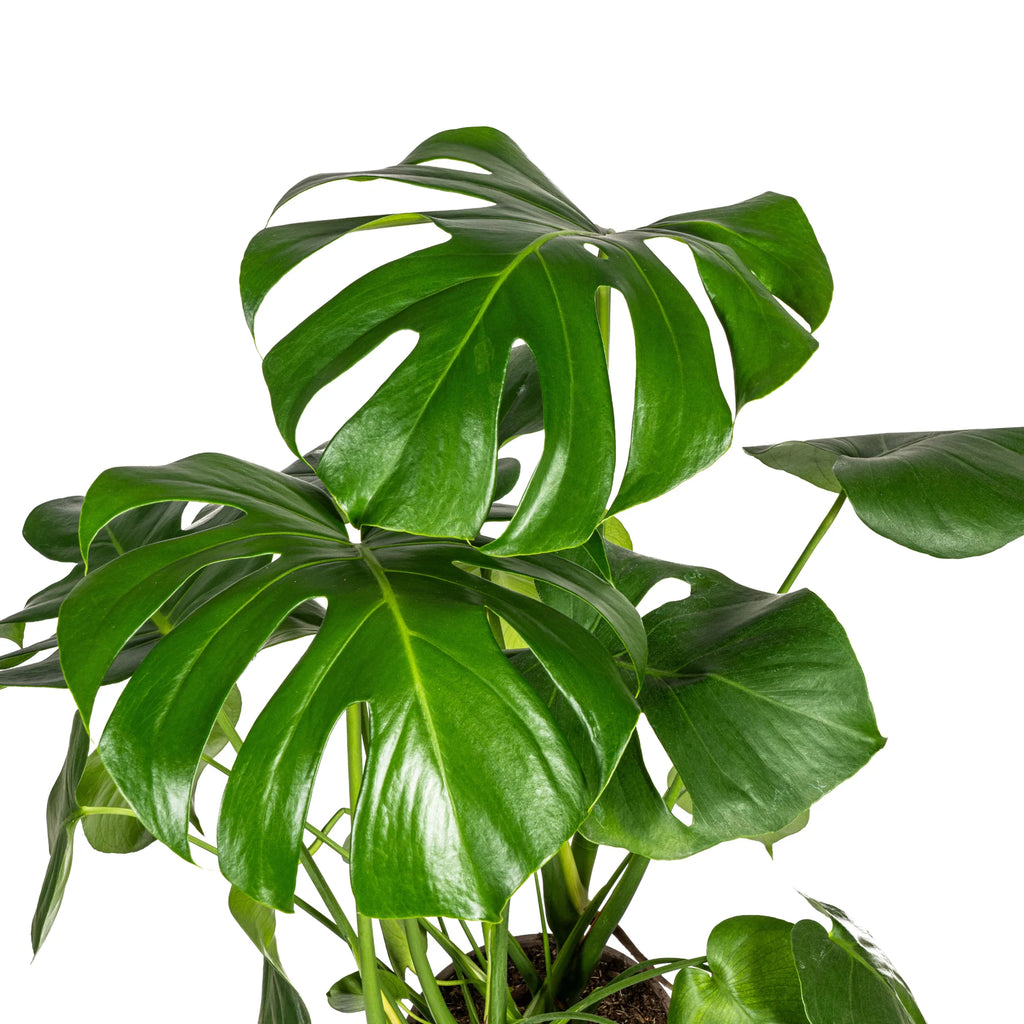 Monstera Deliciosa Tauerii met mand, groene bladeren