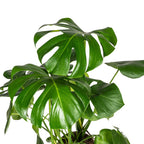 Monstera Deliciosa Tauerii met mand, groene bladeren